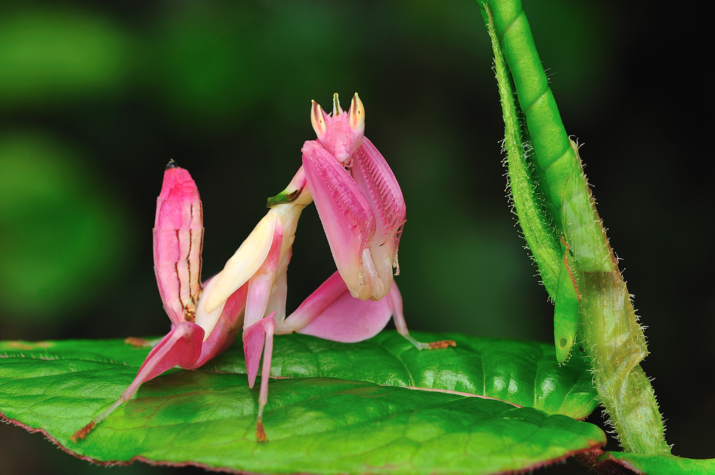 pink-orchid-mantis.jpg