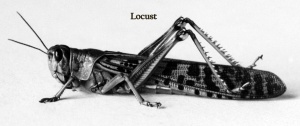 Locust_from_the_plague_in_Palestine,_1915