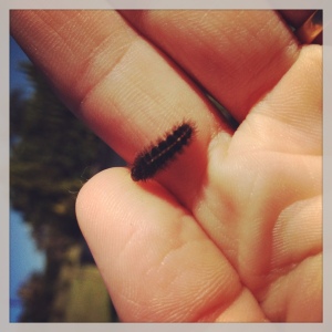 Wooly Worm (moth caterpillar)