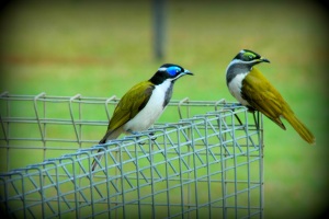 Blue and Green-faced Honeyeaters