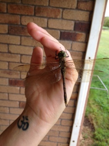 Seriously big dragonfly