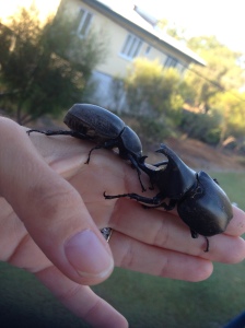 Male and female Rhinoceros beetles
